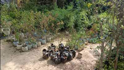 Saplings ready for plantation in forest department’s nursery in Prayagraj. (HT photo) Saplings ready for plantation in forest department’s nursery in Prayagraj. (HT photo)