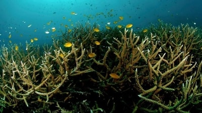 Dead coral reefs off the Indian coast. (Sumer Verma) Dead coral reefs off the Indian coast. (Sumer Verma)