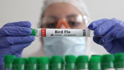 There are more than 200 potential types of influenza, but we most commonly listen up when we hear the words "bird flu" (Dado Ruvic/REUTERS ) There are more than 200 potential types of influenza, but we most commonly listen up when we hear the words "bird flu" (Dado Ruvic/REUTERS )