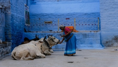Five cows died after eating too much porotta in Kerala (Representational image) Five cows died after eating too much porotta in Kerala (Representational image)
