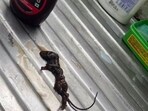A woman claims to have found a dead mouse in a bottle of Hershey's chocolate syrup.