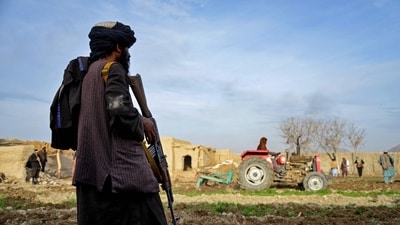 A Taliban security personnel watches a tractor squash opium plantations at a field in Arghandab district of Kandahar province. on January 15, 2024. (Photo by Sanaullah SEIAM / AFP) (AFP) A Taliban security personnel watches a tractor squash opium plantations at a field in Arghandab district of Kandahar province. on January 15, 2024. (Photo by Sanaullah SEIAM / AFP) (AFP)