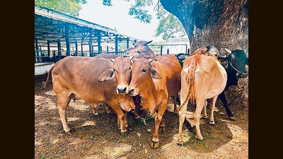 According to College of Agriculture officials, the data centre will help maintain information on Sahiwal cows across India, especially those with better sperm quality, so as to increase the population of this breed of cow which yields more milk. (HT PHOTO)