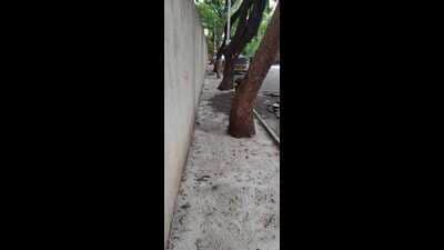 After a public works department (PWD) contractor allegedly covered nearly 40 tree trunks on the footpath with cement-concrete, local residents are protesting and demanding action against the person/s responsible. (HT PHOTO) After a public works department (PWD) contractor allegedly covered nearly 40 tree trunks on the footpath with cement-concrete, local residents are protesting and demanding action against the person/s responsible. (HT PHOTO)