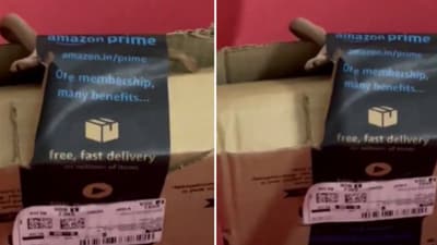 A couple claimed that their Amazon package of an Xbox controller came with a live cobra. (X/ANI) A couple claimed that their Amazon package of an Xbox controller came with a live cobra. (X/ANI)