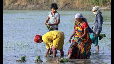 Farm labourers plant saplings in a paddy field on the outskirts of Amritsar on Tuesday. (ANI) Farm labourers plant saplings in a paddy field on the outskirts of Amritsar on Tuesday. (ANI)