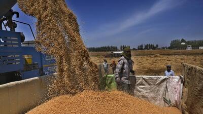 Farmers harvesting the wheat crop in Jaspal Bangar village in Ludhiana on Wednesday (HT FILE PHOTO/Gurpreet Singh)