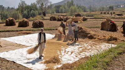 The government set the floor rate for common variety of rice, the summer staple, at ₹2,300 a quintal (100 kg), an increase of ₹117 and up 5% from the previous season’s MSP. (REUTERS) The government set the floor rate for common variety of rice, the summer staple, at ₹2,300 a quintal (100 kg), an increase of ₹117 and up 5% from the previous season’s MSP. (REUTERS)