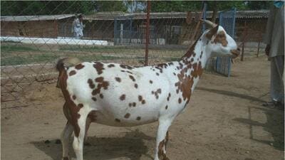 The small, short-haired and erect-horned “Barbari” goat was much sought after for its meat by wealthy Muslims in Poona. (SOURCED) The small, short-haired and erect-horned “Barbari” goat was much sought after for its meat by wealthy Muslims in Poona. (SOURCED)