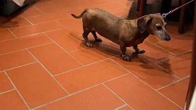 Ananya shared a bunch of photos of all that she saw around her in Milan, including cute sausage doggies. Ananya shared a bunch of photos of all that she saw around her in Milan, including cute sausage doggies.