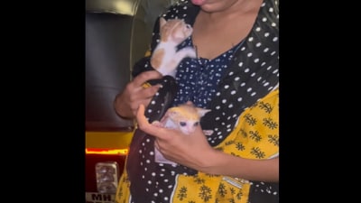 The woman saved these two kittens who were found in garbage, The woman saved these two kittens who were found in garbage,