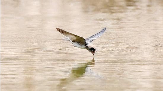 A sparrow flying over the Sukhna Lake in Chandigarh on Wednesday. (Ravi Kumar/HT)