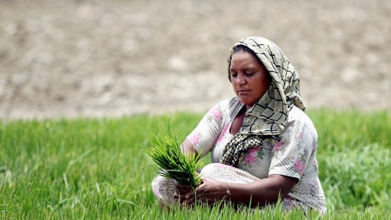 The Narendra Modi government on Wednesday approved the minimum support price (MSP) on 14 Kharif crops (HT_PRINT)
