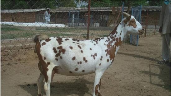 The small, short-haired and erect-horned “Barbari” goat was much sought after for its meat by wealthy Muslims in Poona. (SOURCED)