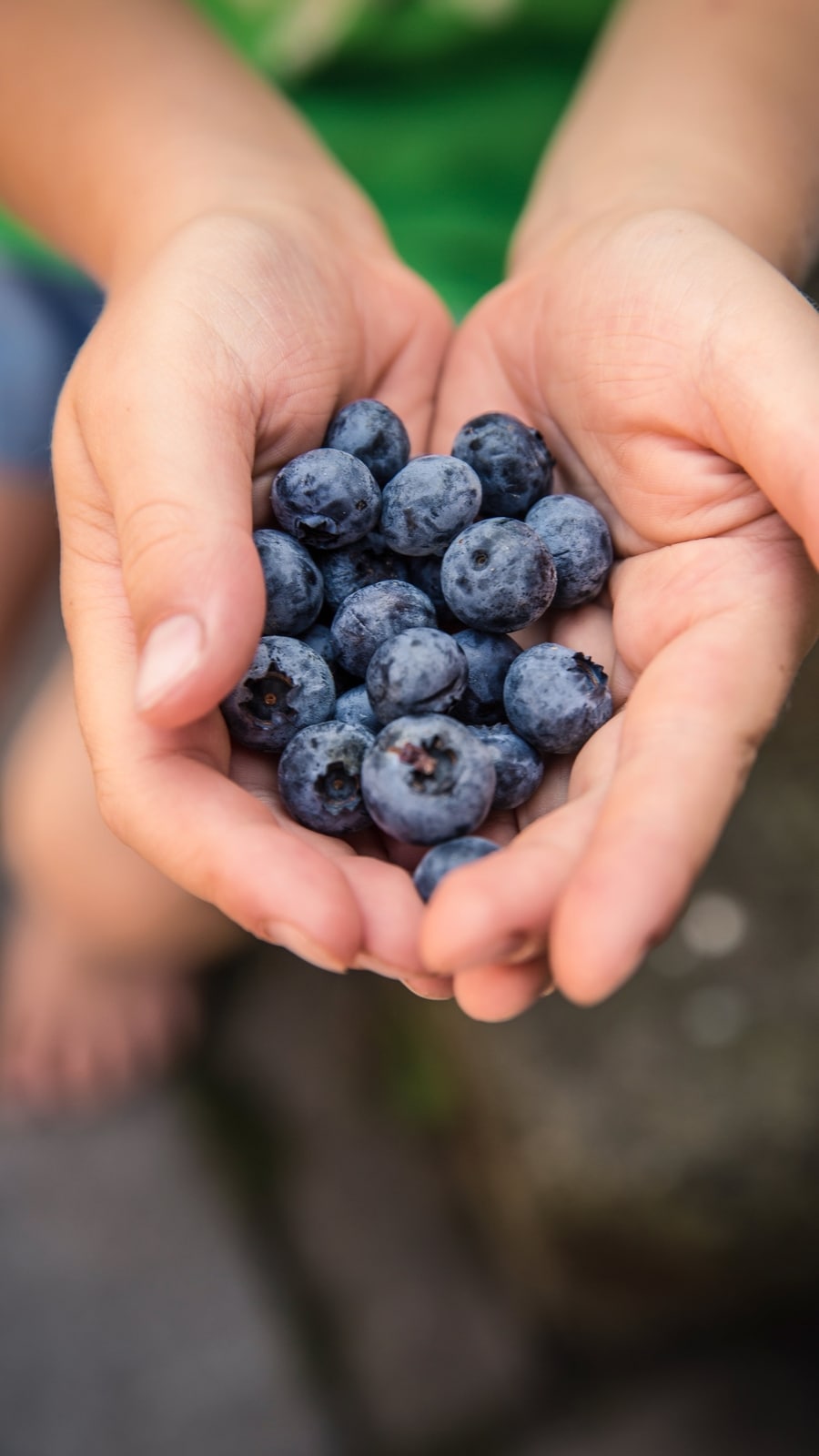 berries1