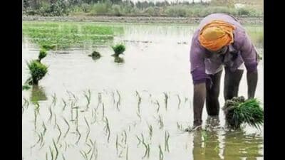 According to farmer unions and opposition leaders, the input cost of farming has increased. According to farmer unions and opposition leaders, the input cost of farming has increased.