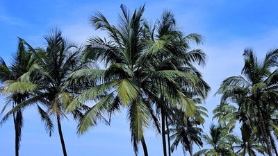 Goa real estate: Return on rentals in gated villa properties is anything between 5-8% approximately (Unsplash) Goa real estate: Return on rentals in gated villa properties is anything between 5-8% approximately (Unsplash)
