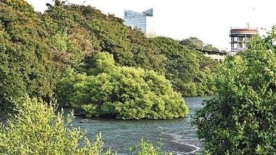 The previous census in 2015 recorded 8,57,295 trees, with the current figure showing an addition of 6,71,484 trees. (Photo by Bachchan Kumar/ HT PHOTO) (HT PHOTO) The previous census in 2015 recorded 8,57,295 trees, with the current figure showing an addition of 6,71,484 trees. (Photo by Bachchan Kumar/ HT PHOTO) (HT PHOTO)