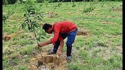 Uttar Pradesh’s total green cover is 9.23% of the total land area and it aims to take it to 15%. (For Representation) Uttar Pradesh’s total green cover is 9.23% of the total land area and it aims to take it to 15%. (For Representation)