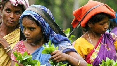 The crisis is due to severe lack of rainfall and excessive heat that has plagued the region throughout the current cropping season. (AFP file photo) The crisis is due to severe lack of rainfall and excessive heat that has plagued the region throughout the current cropping season. (AFP file photo)