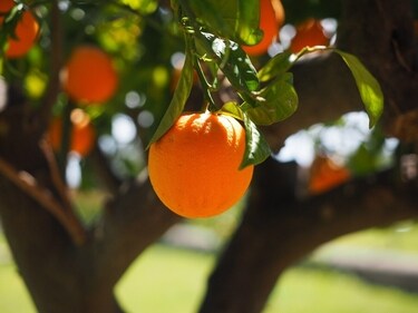 Nothing is more therapeutic than peeling oranges in winter. (Pixabay ) Nothing is more therapeutic than peeling oranges in winter. (Pixabay )
