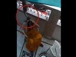 Rajasthan: Monkey grabbed the woman by her hair in Ajmer. Rajasthan: Monkey grabbed the woman by her hair in Ajmer.