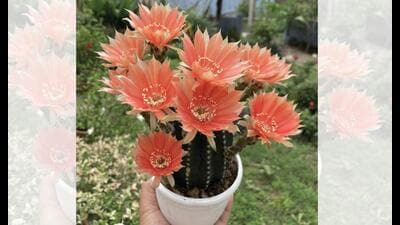 Rare-plant enthusiast Amarjit Bey says species such as the Echinopsis Peach Monarch take months to cultivate. Rare-plant enthusiast Amarjit Bey says species such as the Echinopsis Peach Monarch take months to cultivate.