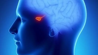 Pituitary tumors are abnormal growths that develop in the pituitary gland, located at the base of the brain. (Pinterest) Pituitary tumors are abnormal growths that develop in the pituitary gland, located at the base of the brain. (Pinterest)