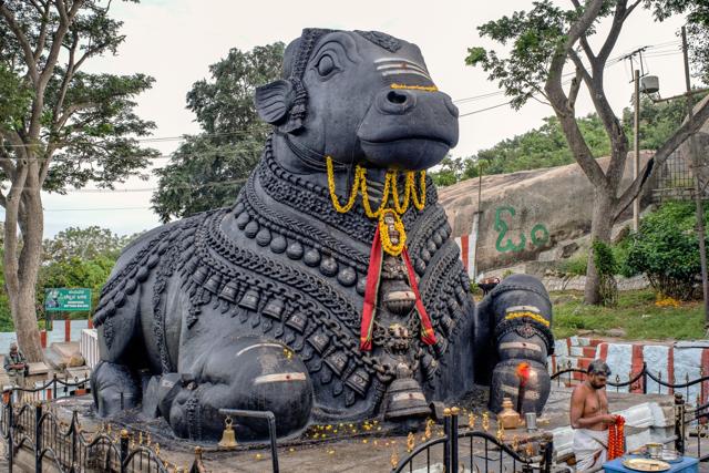 A black stone Nandi bull sits on Chamundi Hill on the way to the Chamudi temple in Mysore, Karnataka. (AnilD/Shutterstock) A black stone Nandi bull sits on Chamundi Hill on the way to the Chamudi temple in Mysore, Karnataka. (AnilD/Shutterstock)
