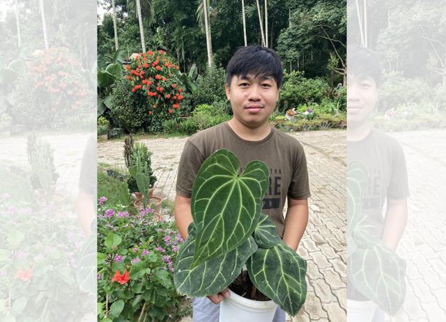 In Amarjit Bey’s garden in Assam, over 100 varieties of rare plants flourish. In Amarjit Bey’s garden in Assam, over 100 varieties of rare plants flourish.