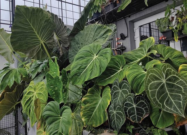For plant consultant Navneeth Kumar, finding rare plants is like discovering a rare Pokemon. For plant consultant Navneeth Kumar, finding rare plants is like discovering a rare Pokemon.