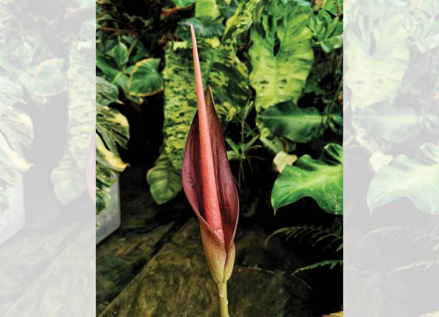 One of the rare aroids Navneeth Kumar owns is this Amorphophallus commutatus. One of the rare aroids Navneeth Kumar owns is this Amorphophallus commutatus.
