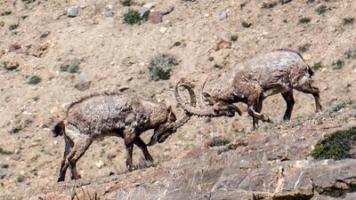 DRDO scientist & wildlife photographer Rajive Das’ scintillating photo of warring Ibexes. (HT)