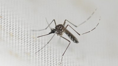 Rising temperatures, longer monsoons make dengue constant danger in South Asia; tips to address this evolving threat (HT_PRINT) Rising temperatures, longer monsoons make dengue constant danger in South Asia; tips to address this evolving threat (HT_PRINT)