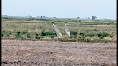Sarus census reflects encouraging trend after first round (HT photo) Sarus census reflects encouraging trend after first round (HT photo)