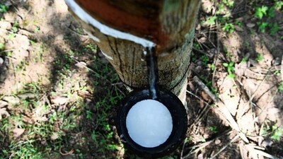 Latex drips from a tree at a rubber plantation (Jonathan Klein / AFP) Latex drips from a tree at a rubber plantation (Jonathan Klein / AFP)