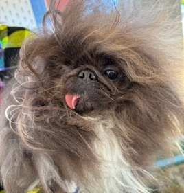 Born and raised in Los Angeles, Wild Thang recently retired to North Bend, Oregon. (Sumiko Moots / NBC News)