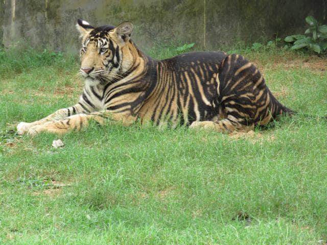 A black tiger at a zoo in Bhubaneswar. (Rajesh Mohapatra) A black tiger at a zoo in Bhubaneswar. (Rajesh Mohapatra)