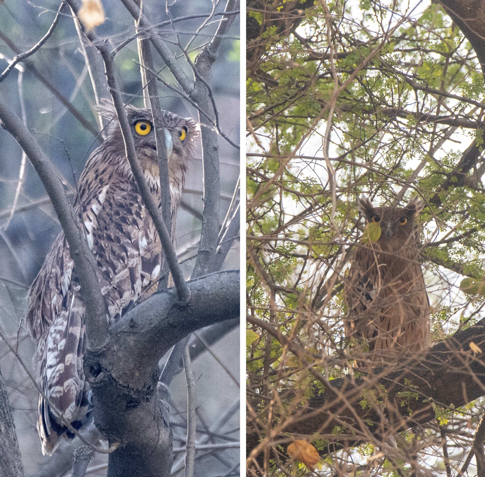 Pair of Brown fish owls at Siswan dam. (PHOTOS: SIMMI WARAICH)