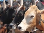 Cow slaughter: 2 booked under NSA in Morena, Madhya Pradesh (PTI Photo)
