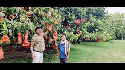 Horticulture department official along with farmer at a Mango orchard. (HT PHOTO) Horticulture department official along with farmer at a Mango orchard. (HT PHOTO)