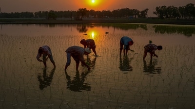 Amritsar: Farm labourers plant seedlings in a field during sunset on the outskirts of Amritsar, Sunday, June 23, 2024. (PTI Photo)(PTI06_23_2024_000239B) (PTI) Amritsar: Farm labourers plant seedlings in a field during sunset on the outskirts of Amritsar, Sunday, June 23, 2024. (PTI Photo)(PTI06_23_2024_000239B) (PTI)