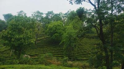 Tea Board of India data shows 2,310 hectares Palampur is under tea cultivation, but only around 1,400 hectares is being used. (HT File) Tea Board of India data shows 2,310 hectares Palampur is under tea cultivation, but only around 1,400 hectares is being used. (HT File)