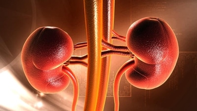 Unveiling hidden dangers of obesity's impact on kidney health (Shutterstock) Unveiling hidden dangers of obesity's impact on kidney health (Shutterstock)