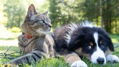 Bird flu spreads to cats and dogs as infections jump to mammals in 31 states: Here’s what to know (Photo by Andrew S on Unsplash)