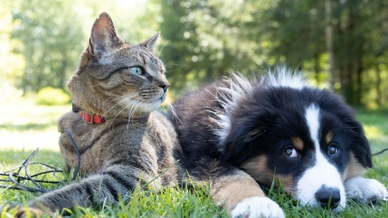 Bird flu spreads to cats and dogs as infections jump to mammals in 31 states: Here’s what to know (Photo by Andrew S on Unsplash)