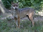 (FILES) A photograph shows a wolf at the Thoiry Zoo in Thoiry, near Paris, on August 1, 2002. A 37-year-old woman was seriously injured on June 23, 2024, after being bitten by wolves at the Thoiry zoo (Yvelines) in an area off-limits to pedestrians, according to sources close to the case and the Versailles public prosecutor. (Photo by MARTIN BUREAU / AFP) (FILES) A photograph shows a wolf at the Thoiry Zoo in Thoiry, near Paris, on August 1, 2002. A 37-year-old woman was seriously injured on June 23, 2024, after being bitten by wolves at the Thoiry zoo (Yvelines) in an area off-limits to pedestrians, according to sources close to the case and the Versailles public prosecutor. (Photo by MARTIN BUREAU / AFP)