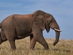 The elephant attacked the vehicle when it was parked. 