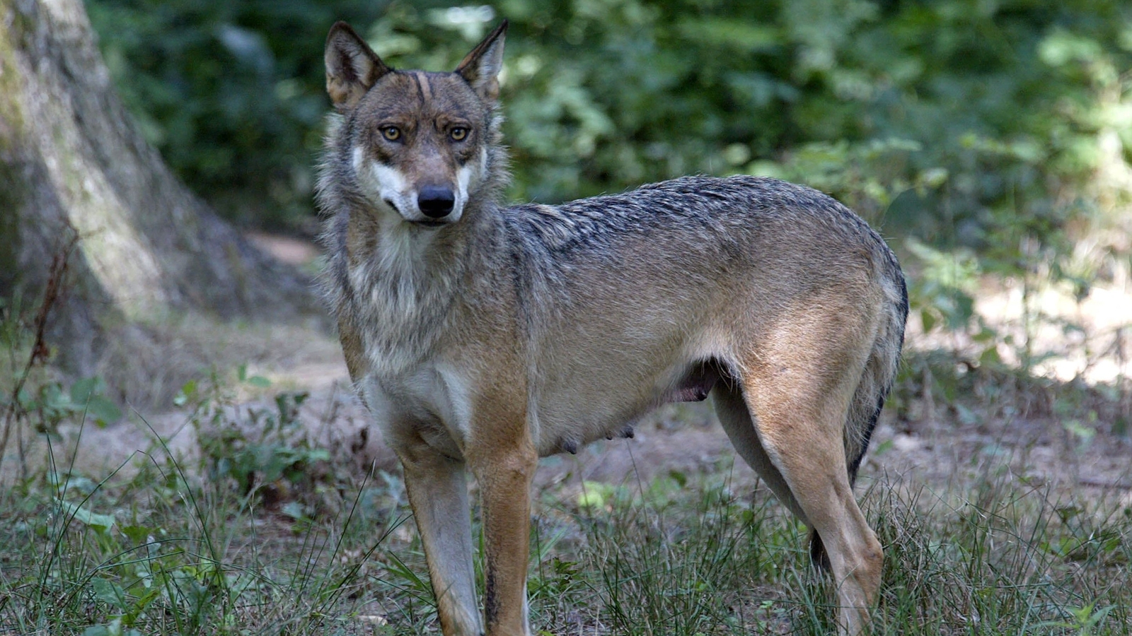 3 wolves launch an attack on 37-year-old woman staying in zoo's ...