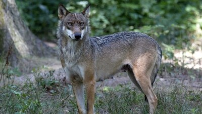 (FILES) A photograph shows a wolf at the Thoiry Zoo in Thoiry, near Paris, on August 1, 2002. A 37-year-old woman was seriously injured on June 23, 2024, after being bitten by wolves at the Thoiry zoo (Yvelines) in an area off-limits to pedestrians, according to sources close to the case and the Versailles public prosecutor. (Photo by MARTIN BUREAU / AFP) (AFP) (FILES) A photograph shows a wolf at the Thoiry Zoo in Thoiry, near Paris, on August 1, 2002. A 37-year-old woman was seriously injured on June 23, 2024, after being bitten by wolves at the Thoiry zoo (Yvelines) in an area off-limits to pedestrians, according to sources close to the case and the Versailles public prosecutor. (Photo by MARTIN BUREAU / AFP) (AFP)